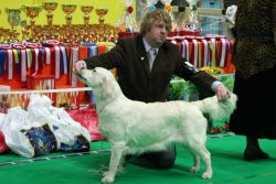 В Нарву возвращается выставка собак