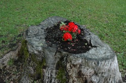 DSC_2179.JPG